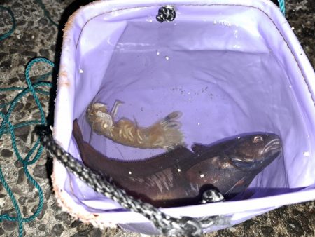 でかいアイナメ