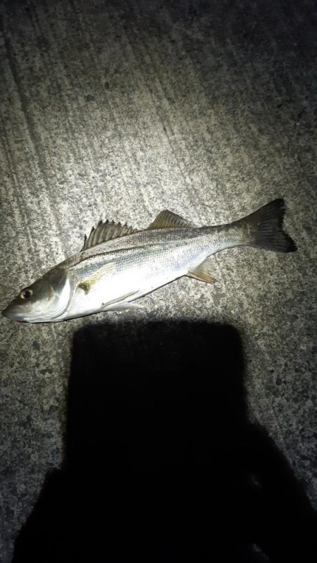 久しぶりのシーバス