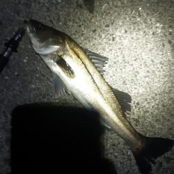 シーバス狙いに。