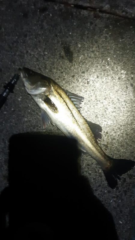 シーバス狙いに。