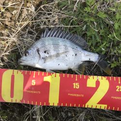 カニのちょい投げでチヌ釣り