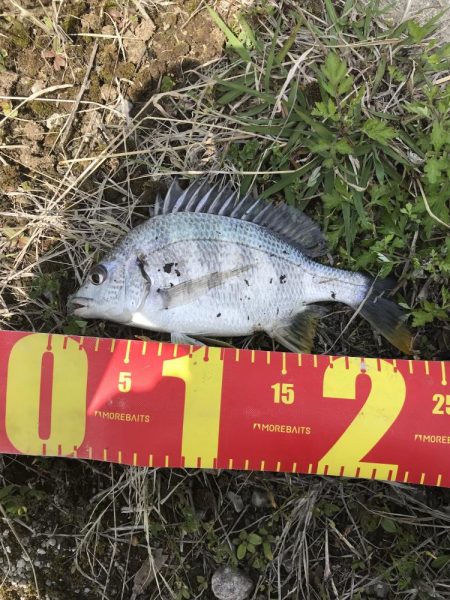 カニのちょい投げでチヌ釣り