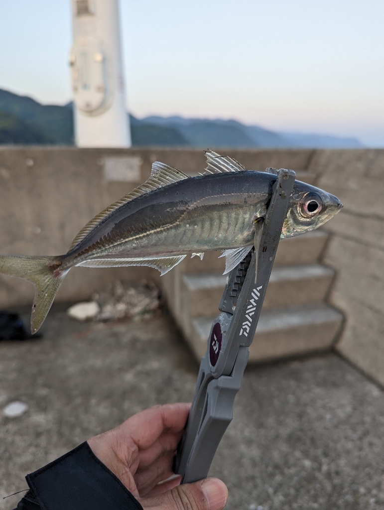 陸っぱり釣行記