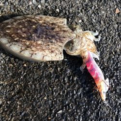 コウイカエギング