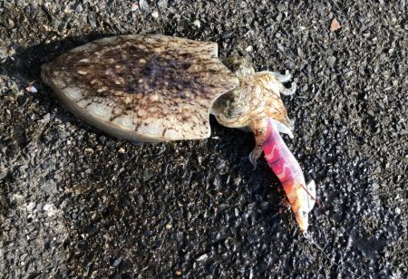 コウイカエギング