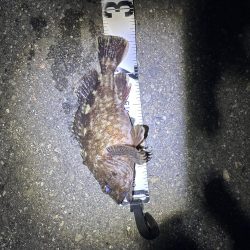 ロックフィッシュ御三家