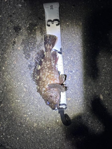 ロックフィッシュ御三家