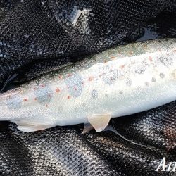 揖保川支流、絶好調！