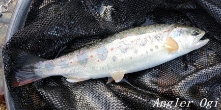 揖保川支流、絶好調！