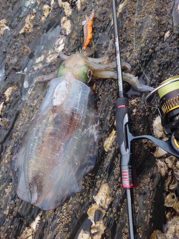 雨前エギングIN対馬