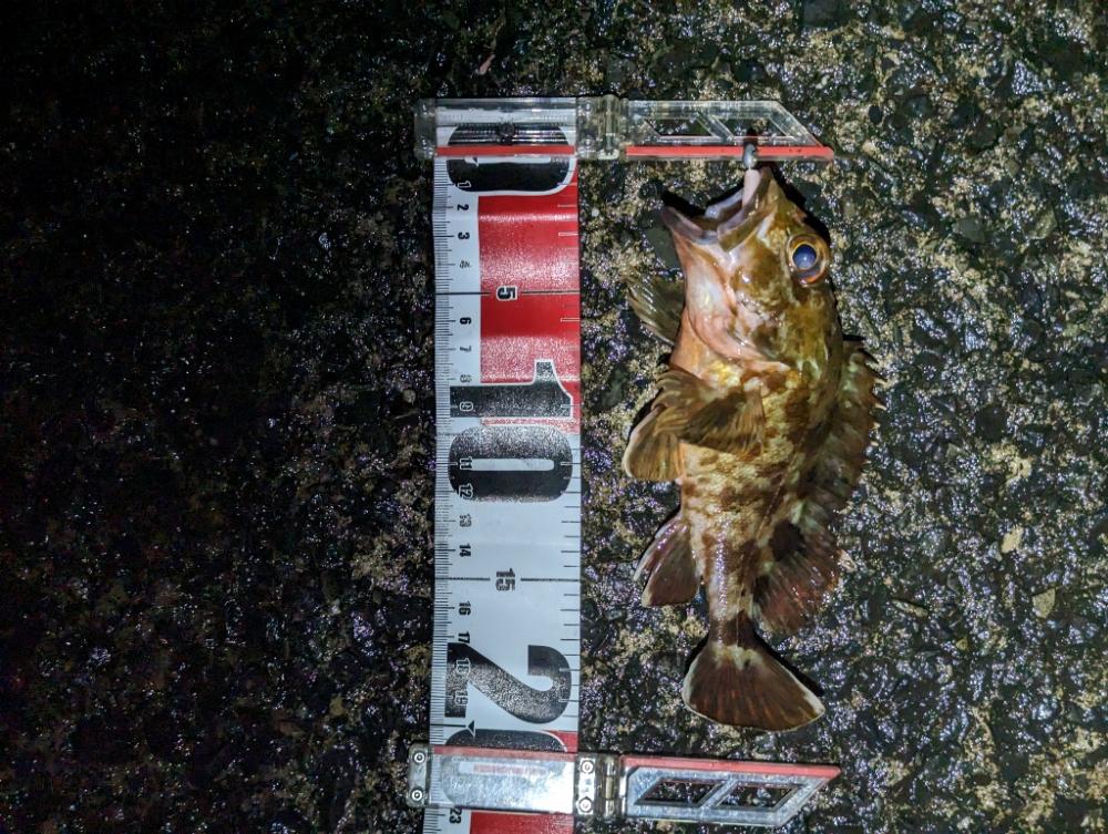 メバリング改めガシリング