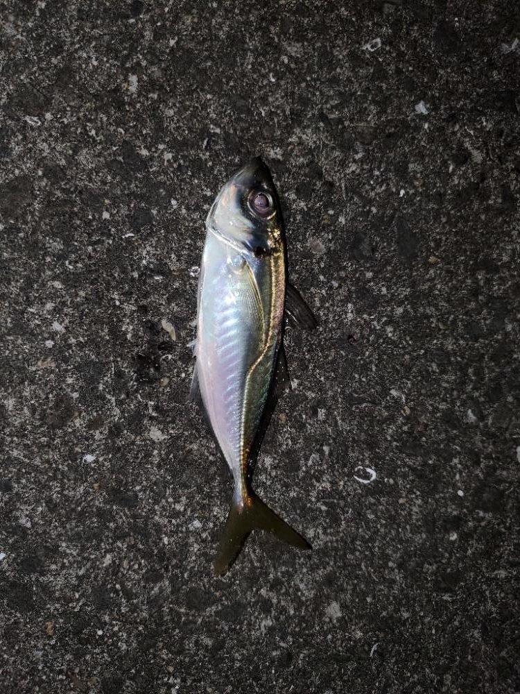 アジング、メバリング