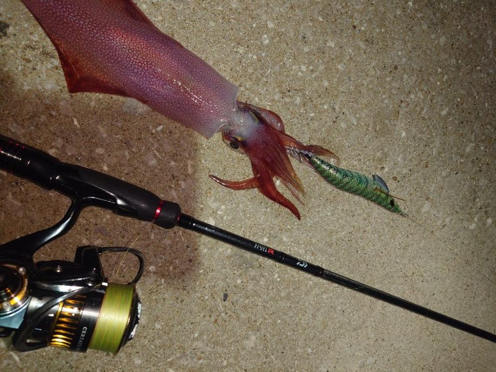 風時々雨エギングIN対馬
