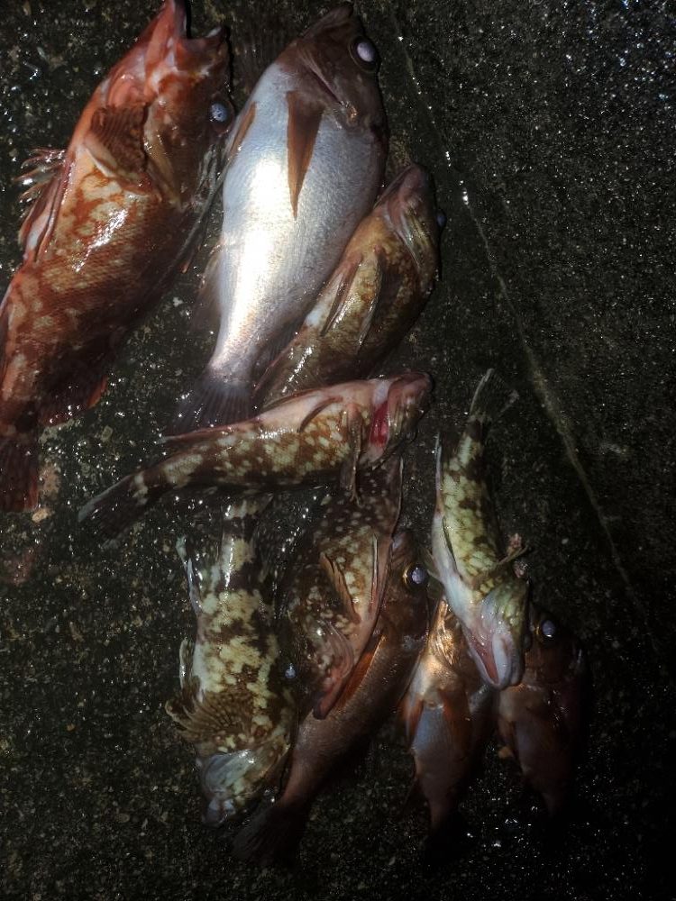 尺ガシラ、尺メバル