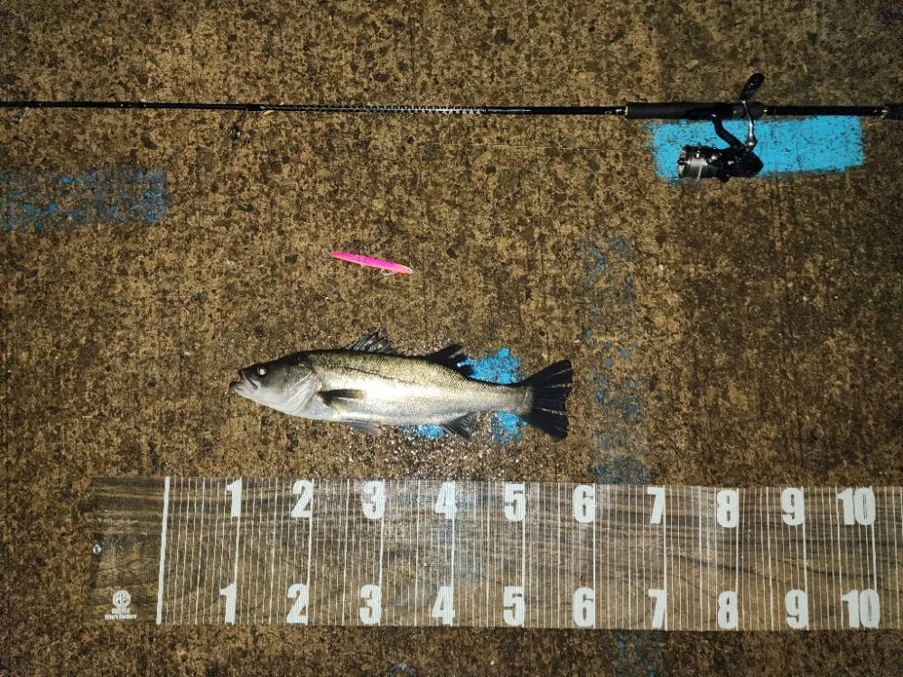 バチ抜け11戦目 雨天釣行