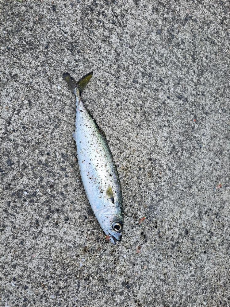 ファミリーサビキ