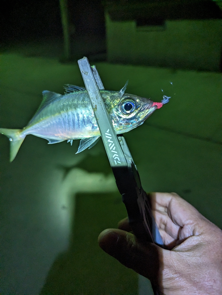陸っぱり釣行記
