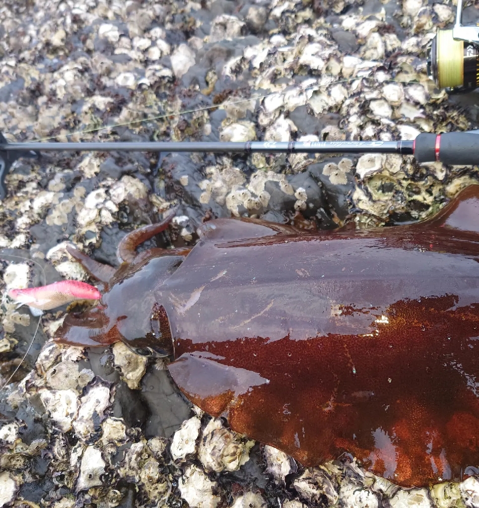 強風エギングIN対馬