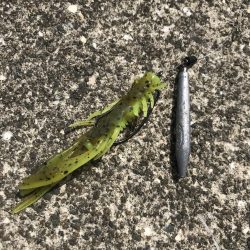 チニングでマゴチ&キビレGET