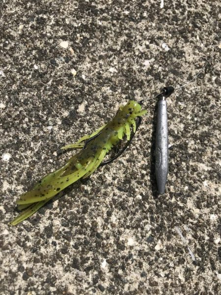 チニングでマゴチ&キビレGET