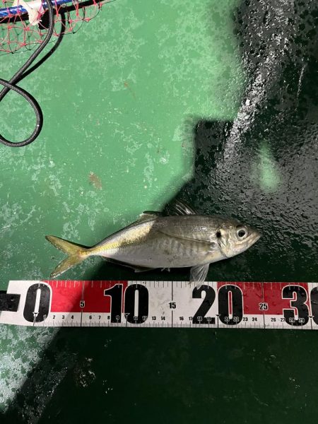 大在でアジング