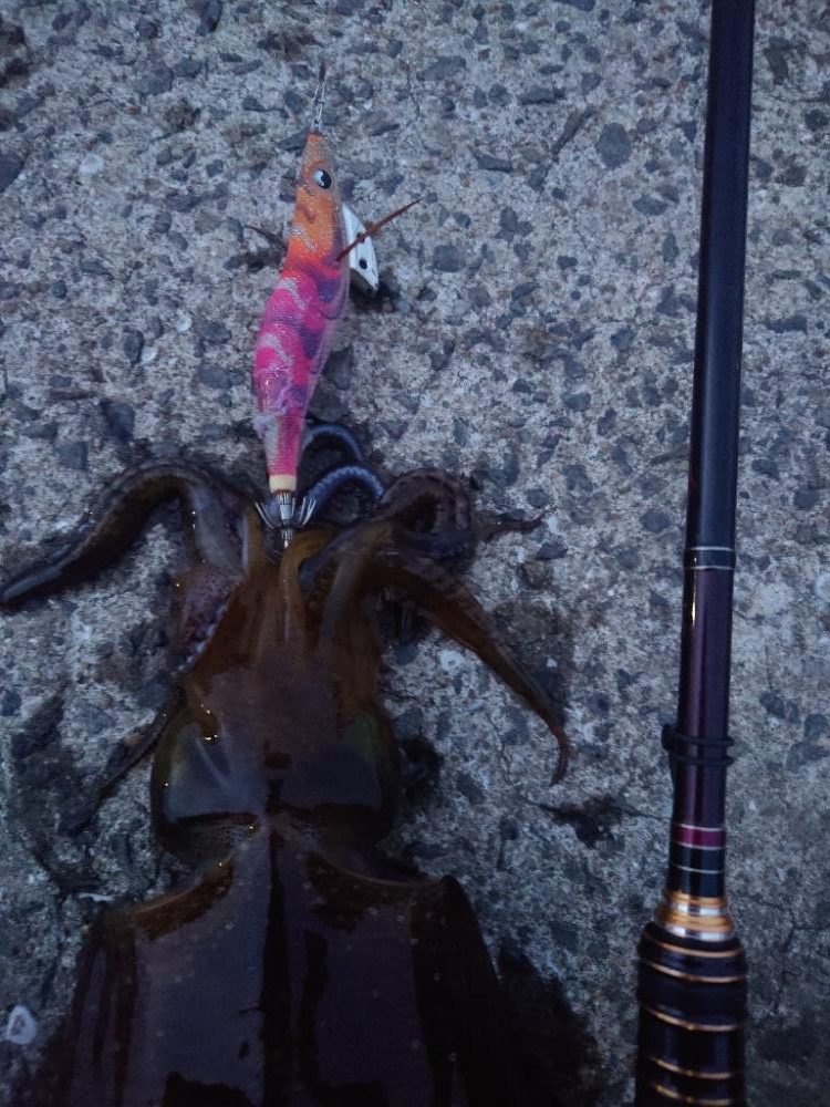 激渋エギングIN対馬