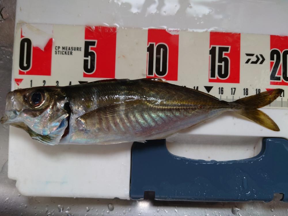 ポンポンパンパンワガママボディ