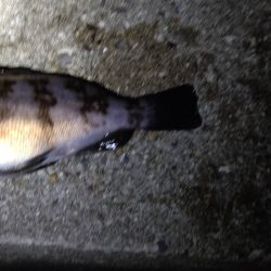 風も強く、バイトもない