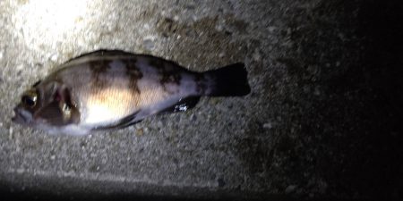 風も強く、バイトもない