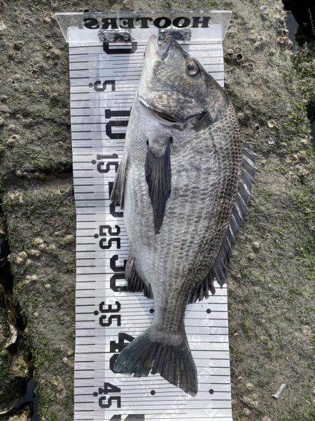 イチノ兄弟(兄)釣果!