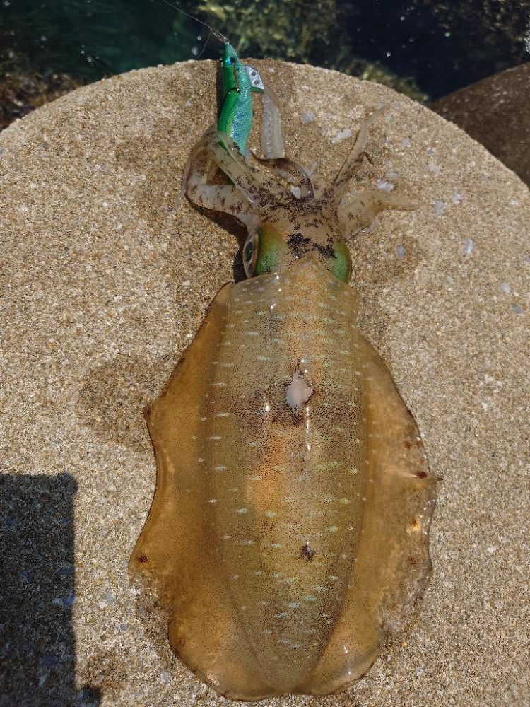 爆風エギングIN対馬