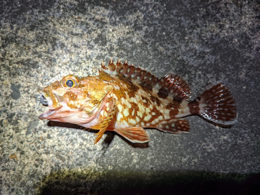 コウイカスレすぎ疑惑