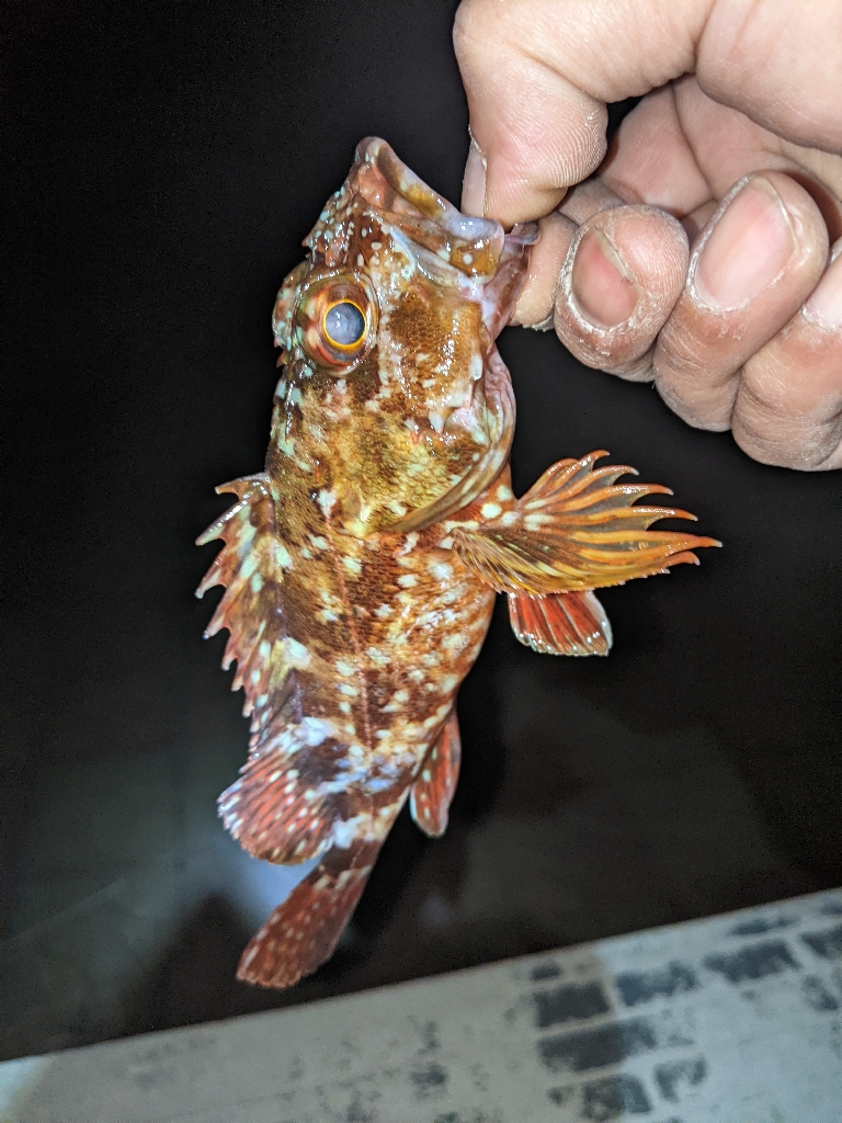 ライトゲームへ