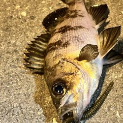 釣り場にいる猫ちゃんが気になって