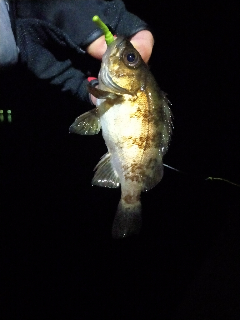 コウイカのリベンジ