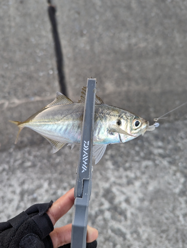 陸っぱり釣行記