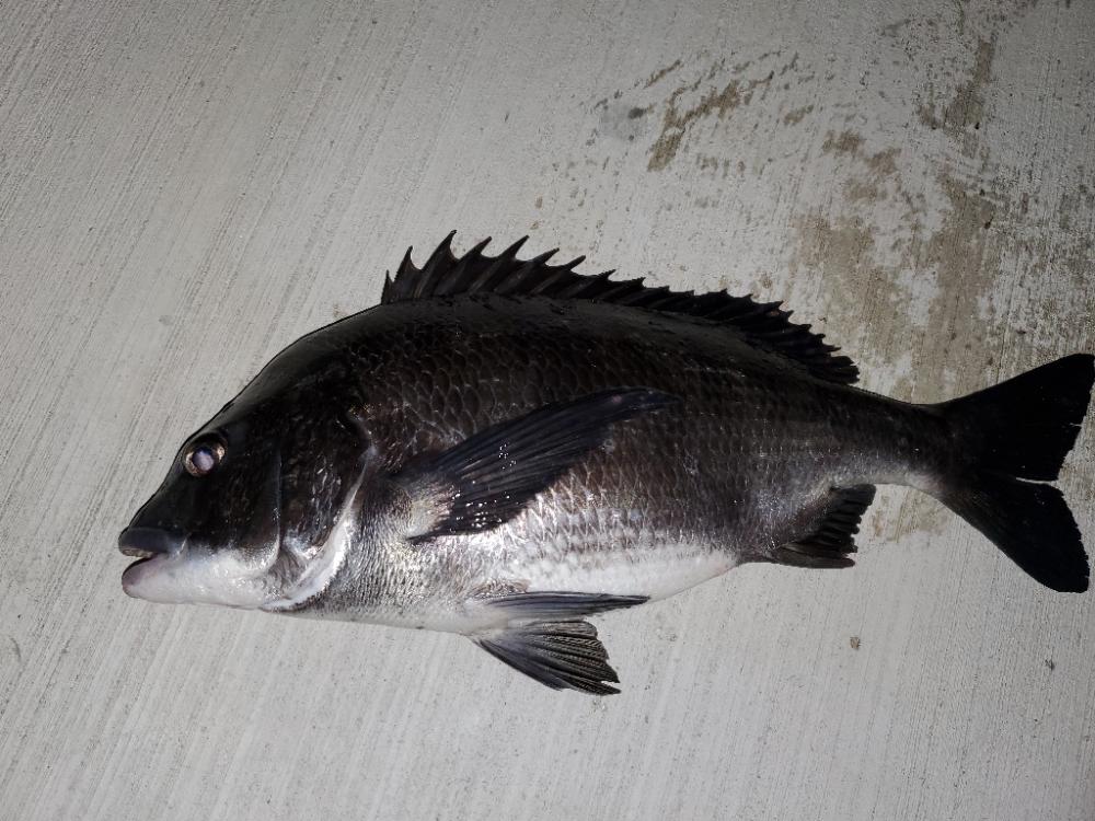 アジングのはずが