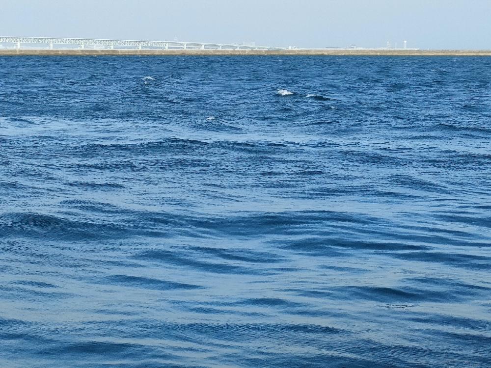 泉佐野ドラム缶でメバル