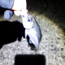 アジング　ポイント探し