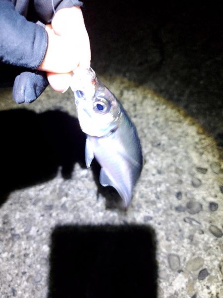 アジング　ポイント探し