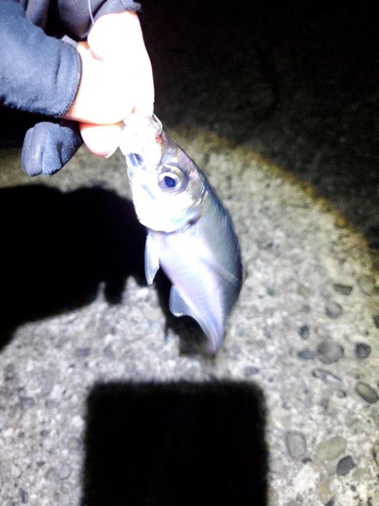 アジング　ポイント探し