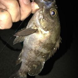 メバルウキ釣り