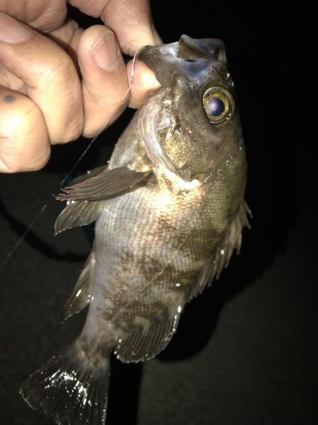 メバルウキ釣り