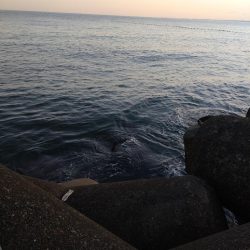 ヒラメ、キジハタ、シーバス釣れました