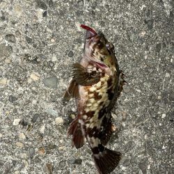 今年初のメバリング釣行