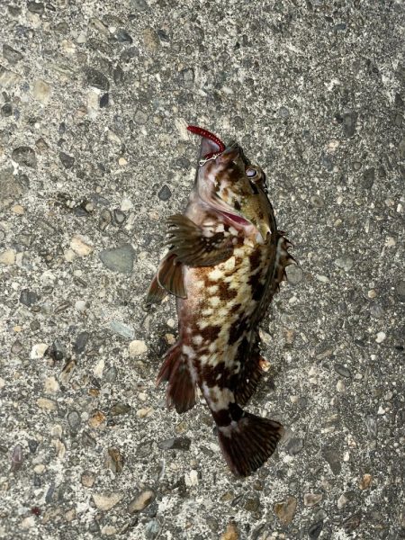 今年初のメバリング釣行