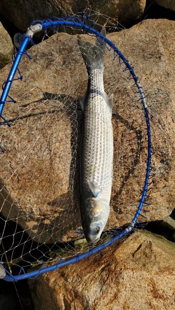 ボラにうタモを折られる