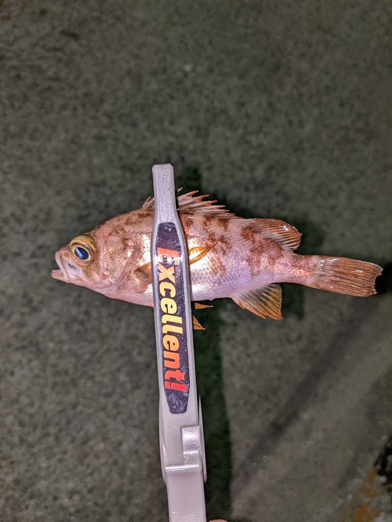 アジングだったんだけどなぁw