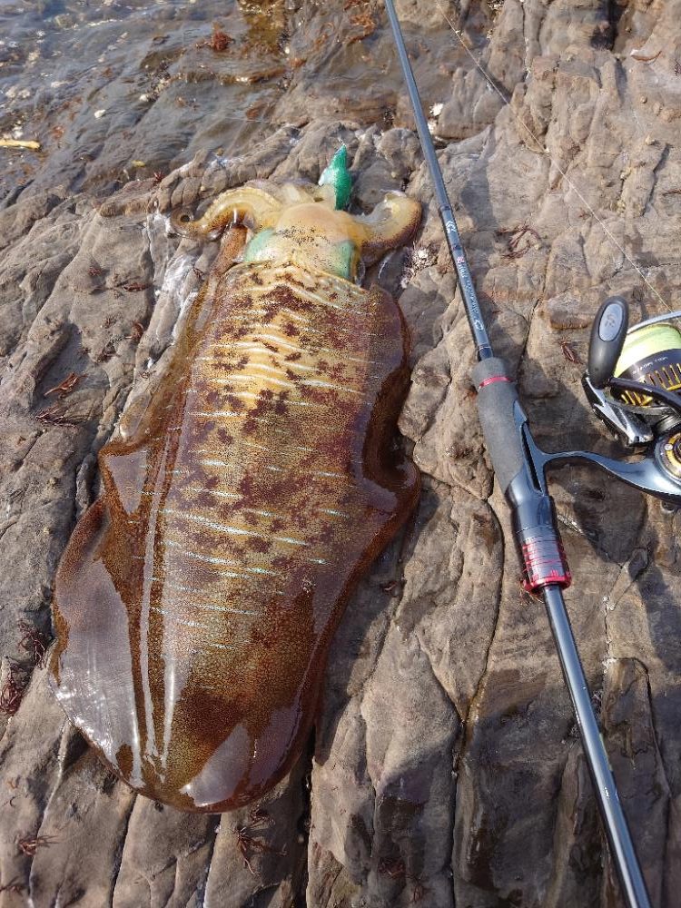 磯ランガンエギングIN対馬