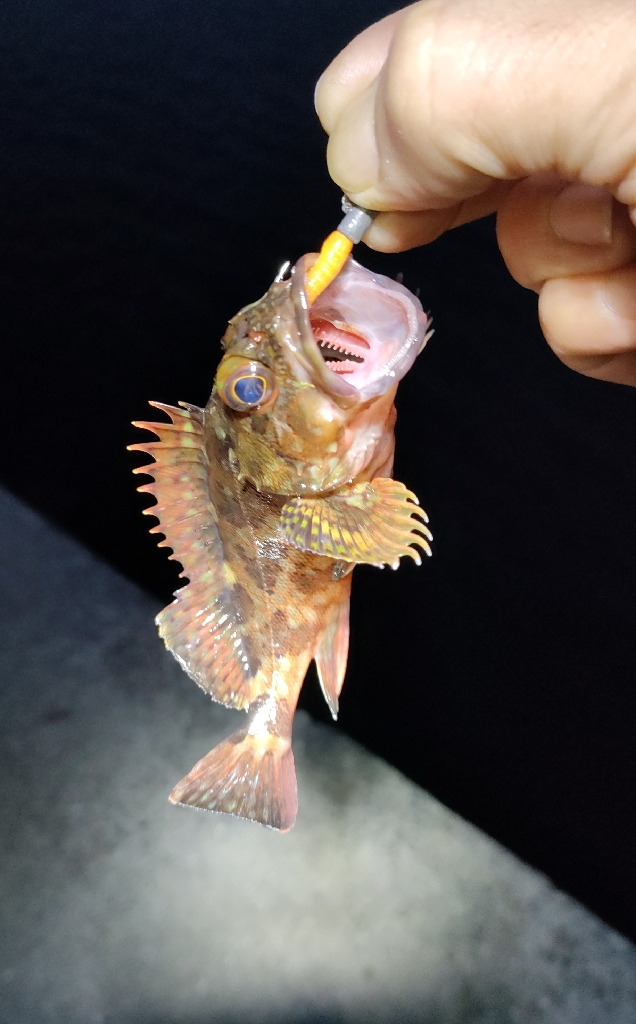 久しぶりの釣行は由良へ